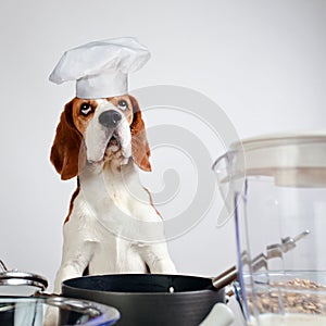 Beagle in kitchen