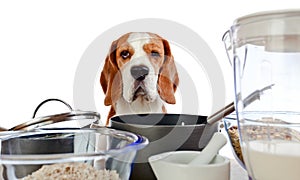 Beagle in kitchen