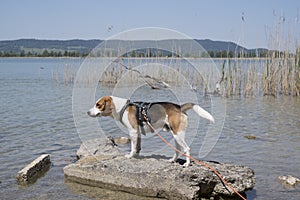 Beagle on Kochel lake