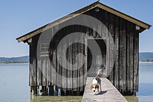 Beagle on Kochel lake