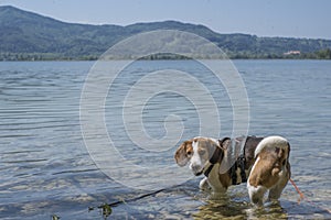 Beagle in the lake