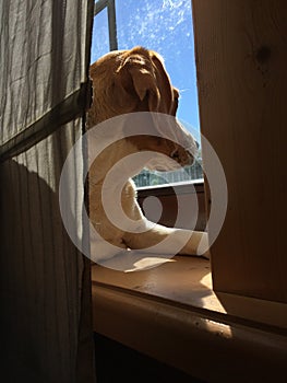 Beagle looking out the window.