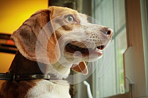 Beagle looking through the window
