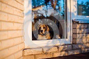 Beagle looking through the window