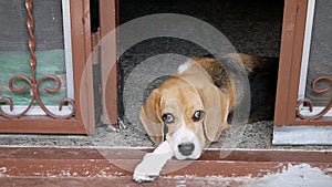 Beagle lying at door