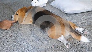 Beagle lying while owner fondle its body