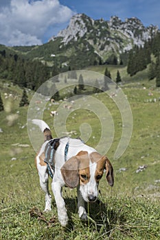 Beagle in the Mangfall Mountains