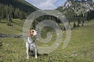 Beagle in the Mangfall Mountains