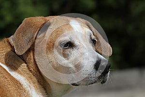 Beagle Mix