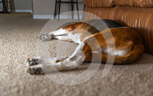 Beagle mix dog rests against the couch while sleeping