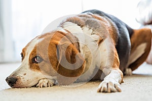 Beagle mix hound dog lounging around the living room