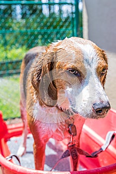 Beagle mix hound finishing up a summer time bath