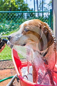 Beagle mix hound getting rinsed off from his bath on a hot summer day