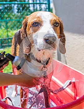 Beagle mix hound getting rinsed and showered on a hot summer day