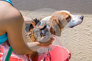 Beagle mix hound getting rinsed of soap from a bath