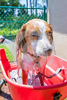 Beagle mix hound having a refreshing bath on a hot summer day