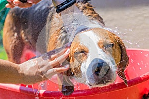Beagle mix hound having a summer time bath outdoors