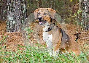 Beagle mixed breed hound dog