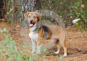 Beagle mixed breed hound dog