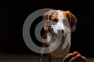 Beagle Mixed Hound Staring at his treat