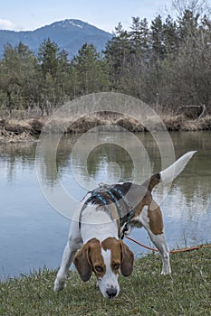 Beagle at the moor pond