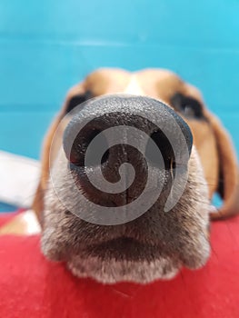 Beagle nose photo