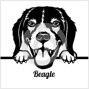 Beagle - Peeking Dogs - - breed face head isolated on white
