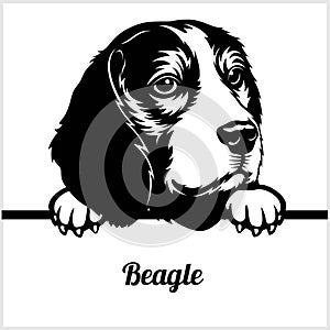 Beagle - Peeking Dogs - - breed face head isolated on white