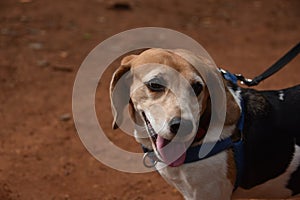 Beagle pet dog breed