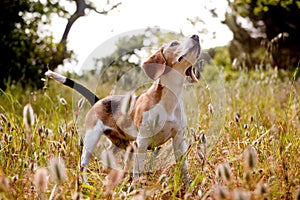 Beagle pointing