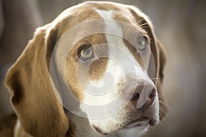 Beagle Portrait