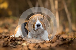 Beagle portrait in the autumn forest