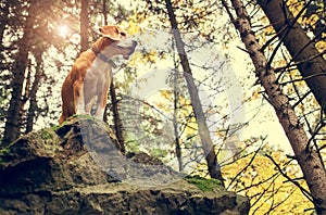 Beagle portrait in autumn forest