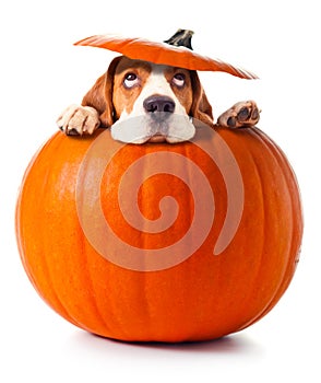 Beagle in pumpkin