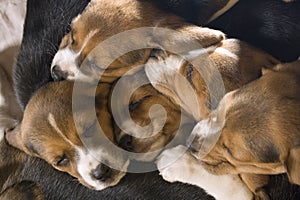 Beagle puppies