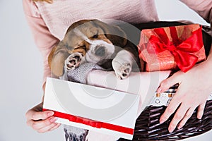 Beagle puppies sleeping in the basket