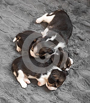 Beagle puppies sleeping
