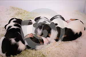 Beagle puppies sleeping tight