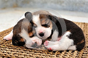 Beagle puppies sleeping