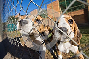 Beagle puppies photo