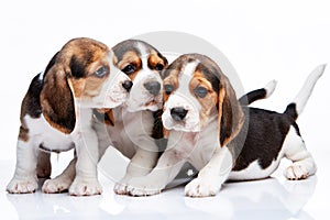 Beagle puppies on white background