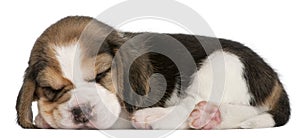 Beagle Puppy, 1 month old, lying
