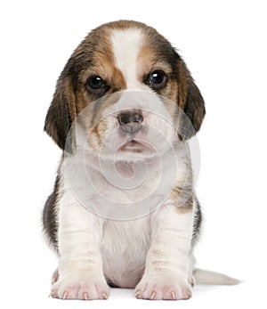 Beagle Puppy, 1 month old, sitting in front of