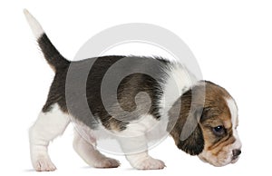 Beagle Puppy, 1 month old, walking in front of