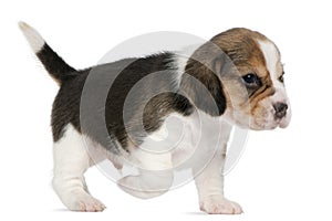 Beagle Puppy, 1 month old, walking in front of