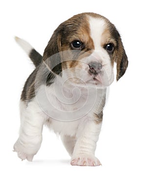 Beagle Puppy, 1 month old, walking in front of