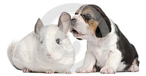Beagle Puppy, 1 month old, and a Wilson chinchilla photo