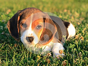 Beagle Puppy photo