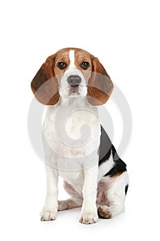 Beagle puppy photo