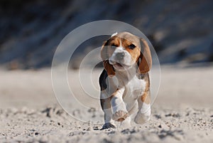 Beagle puppy photo